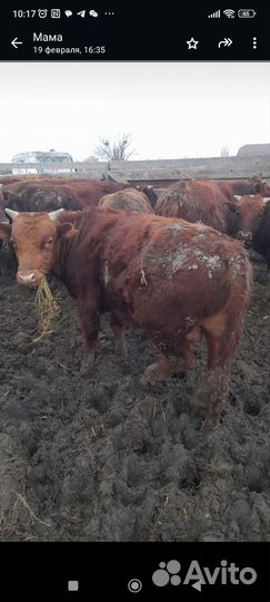 Бычки 1.5 годовалые Ростовская порода