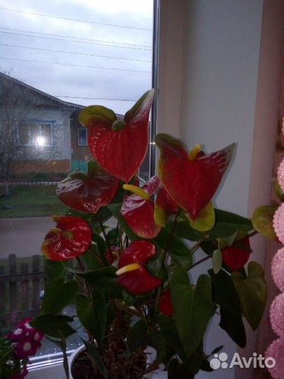 Антуриум RED