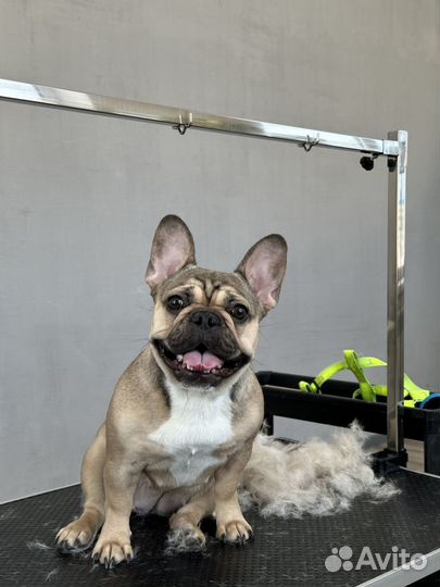 Услуги грумера