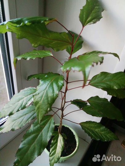 Гибискусы разные