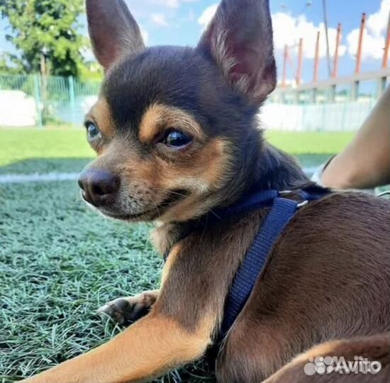 Чихуахуа мини вязка, бесплатно