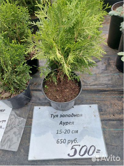 Ель Сосна горн. Можжевельник Tуя шаровидная конус