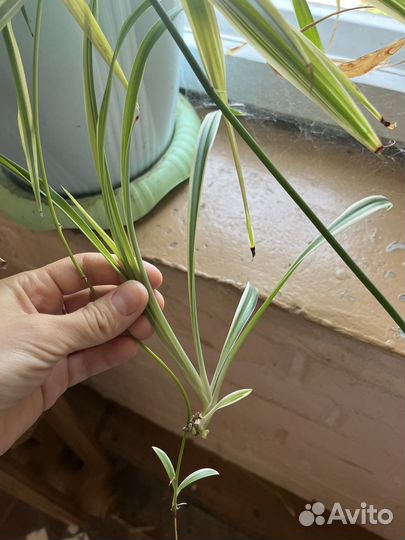 Хлорофитум полосатый