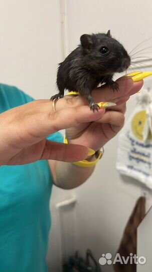 Монгольская песчанка