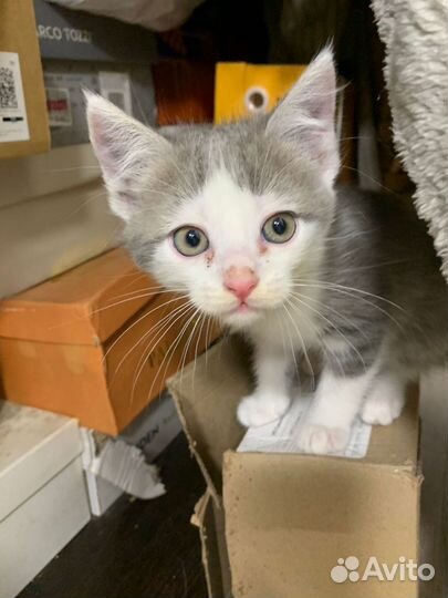 Кошка в дар