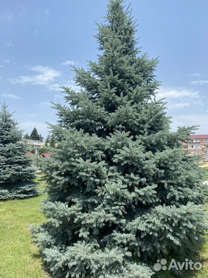 Ель голубая