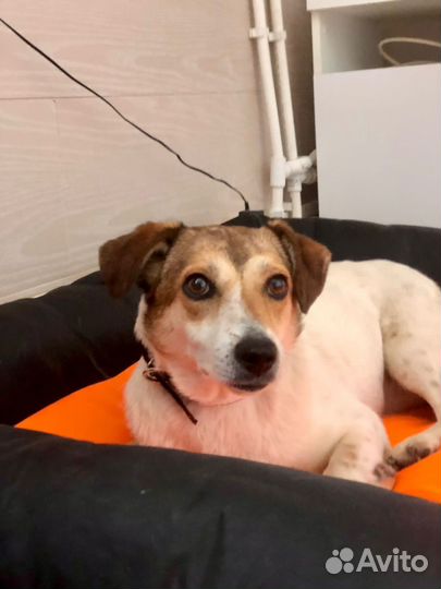 Маленькая собачка Мия 2 года ищет дом