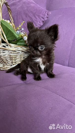 Микро чихуауа девочка