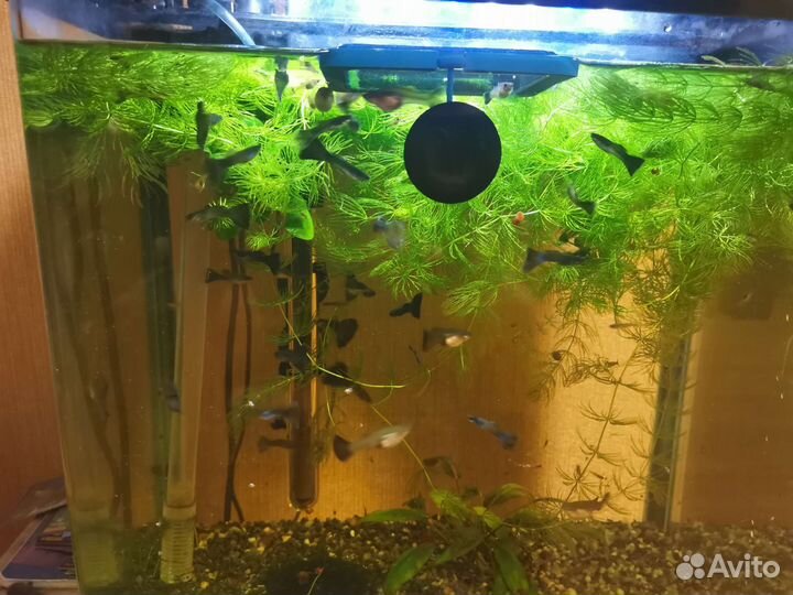 Аквариумные рыбки