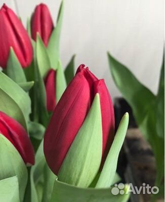 Цветы тюльпаны