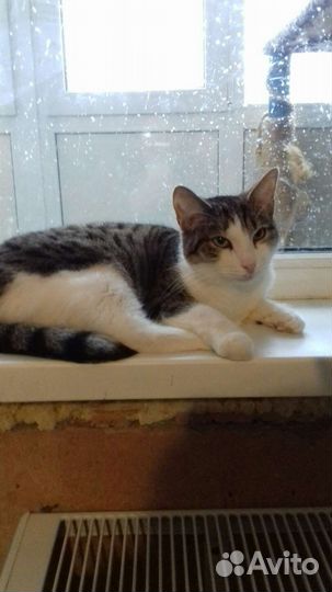 Кошечка Шишига