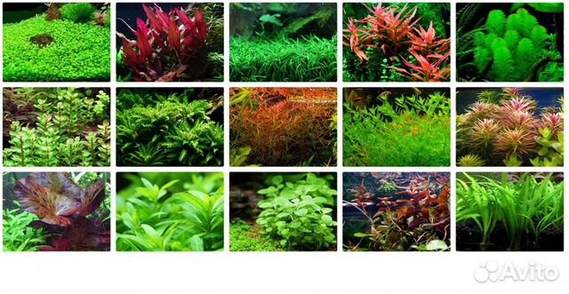 Аквариумные растения,отправка во все регионы