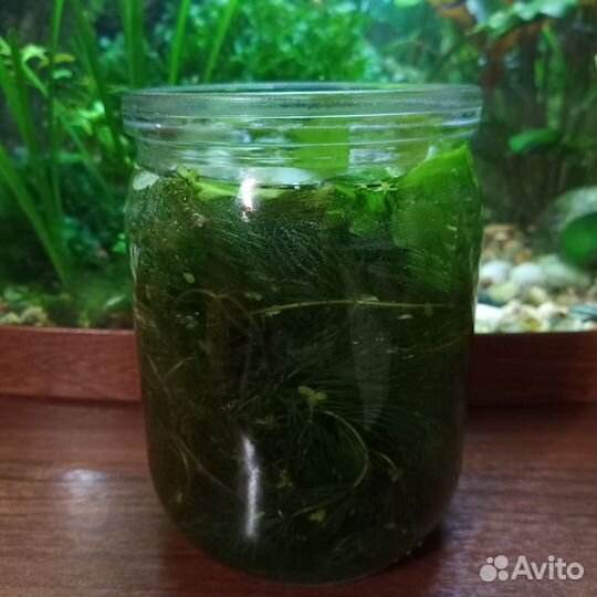 Растения для аквариума