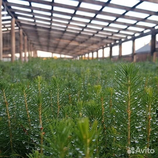 Сеянцы ель сосна лесовосстановление