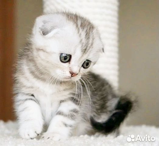 Шотландская