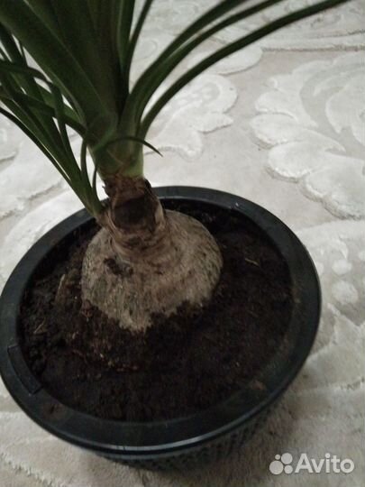 Продам комнатные растения Бокарнея
