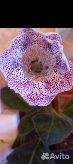 Фиалка махровая цветущая, глоксини цветущие