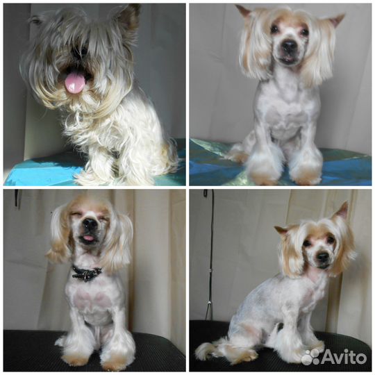 Парикмахер для собак и кошек, Астрахань