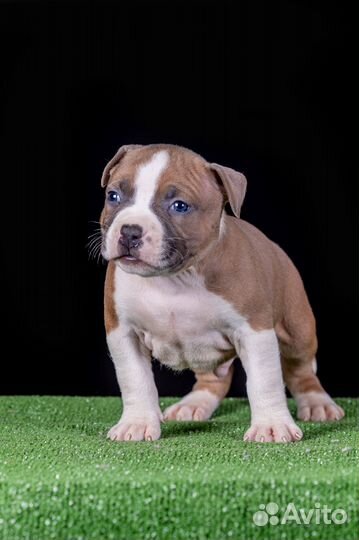 Мальчик Амстафф