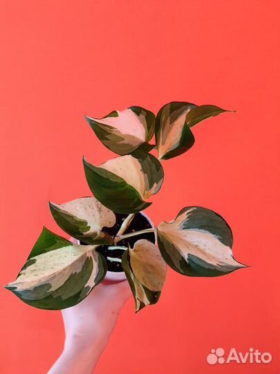 Эпипремнум марбл apple