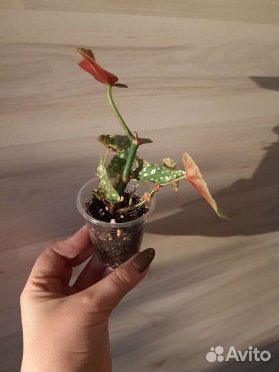 Бегония макулата