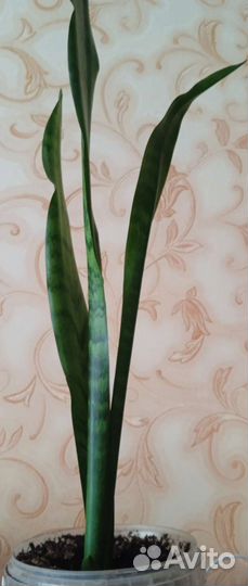Сансевиерия отросток