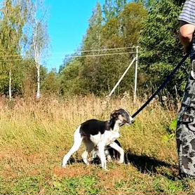 Отдам щенка русской псовой борзой