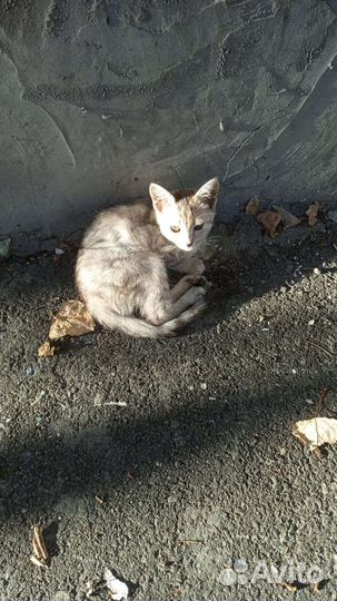 Кошки в беде