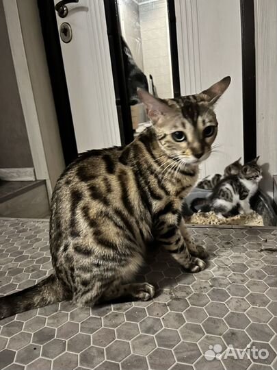 Котята в добрые руки бесплатно