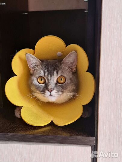Шотландская кошка