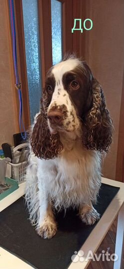 Груминг собак