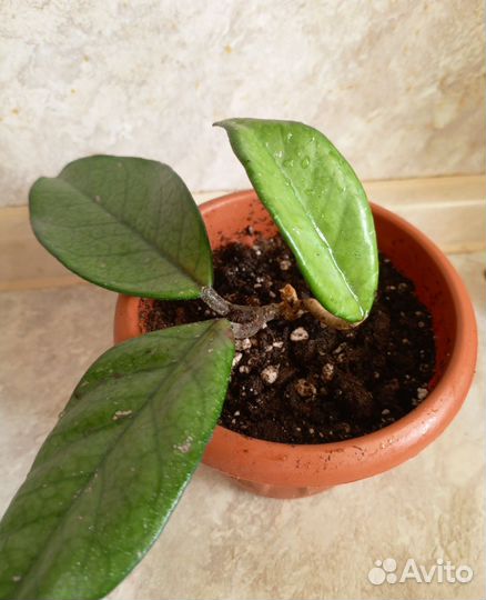 Хойя Carnosa восковой плющ