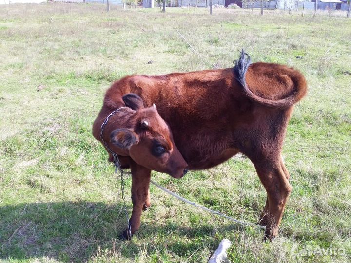 Коровы и телки