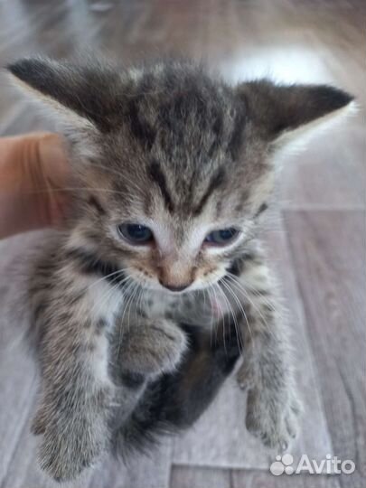 Кошка в дар