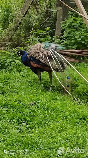 Индийский павлин