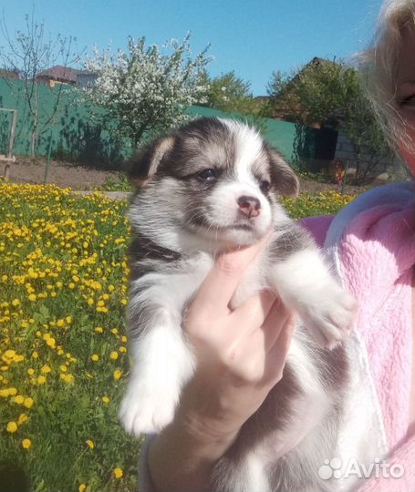 Продам щенков