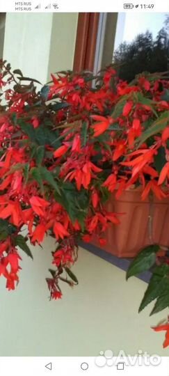 Бегония Боливийская,ампельная