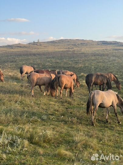 Лошадь, молодняк, прошлогодные 15голов