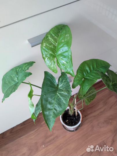 Сингониум Панда