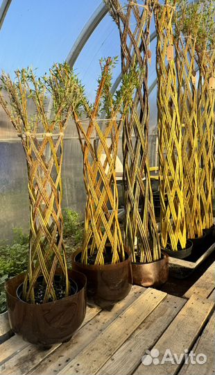 Пальма ивовая живая