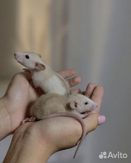 Крысята дамбо Декоративная крыса