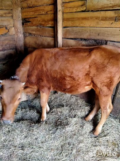 Бычок и телочка