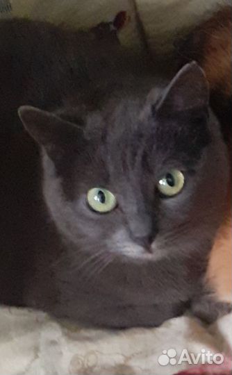 Кошка в дар