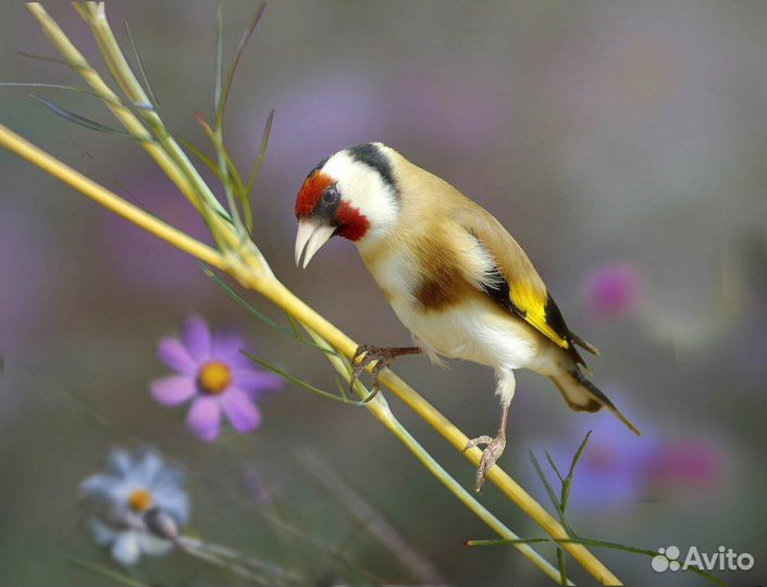 Щегол привезли из Новосибирская