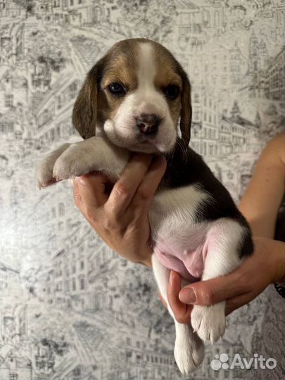 Щенки бигль