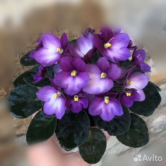 Фиалка детки