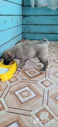 Щенок хаски