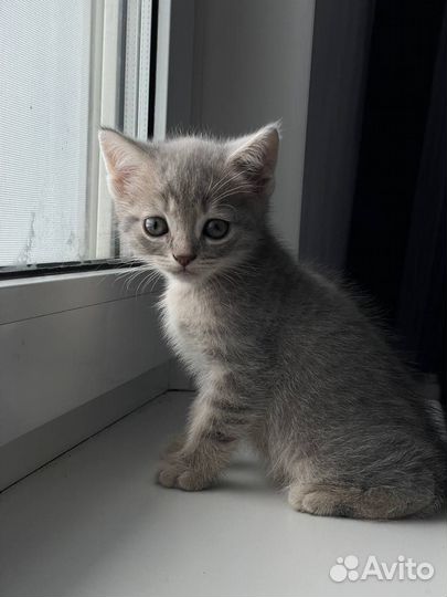 Британские котята
