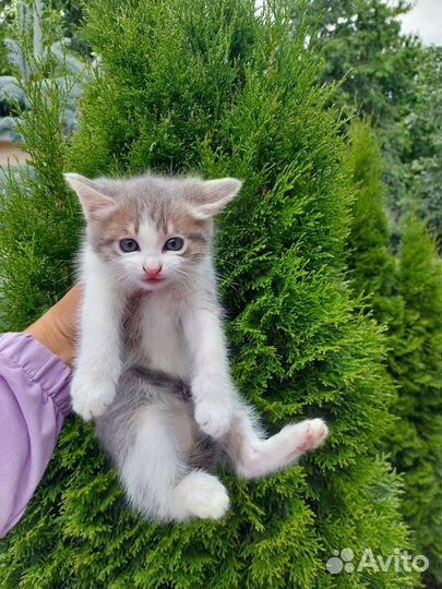 Кошка в дар