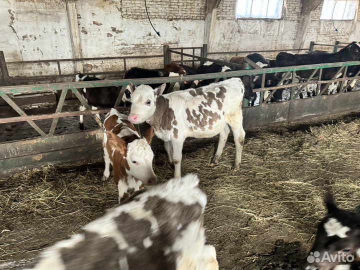 Телята бычки